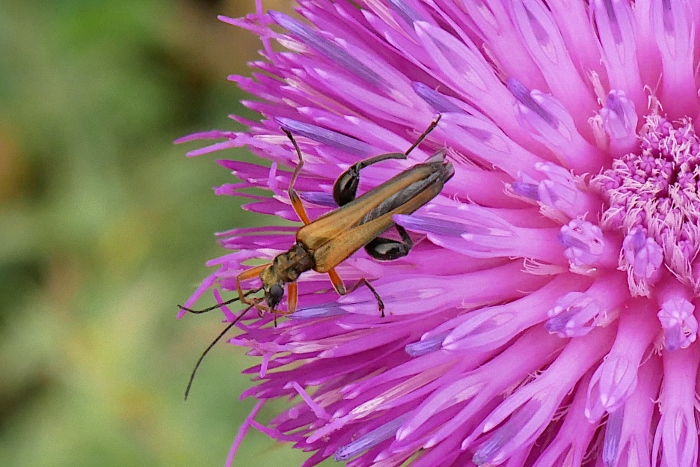 Oedemeridae: maschio di Oedemera podagrariae