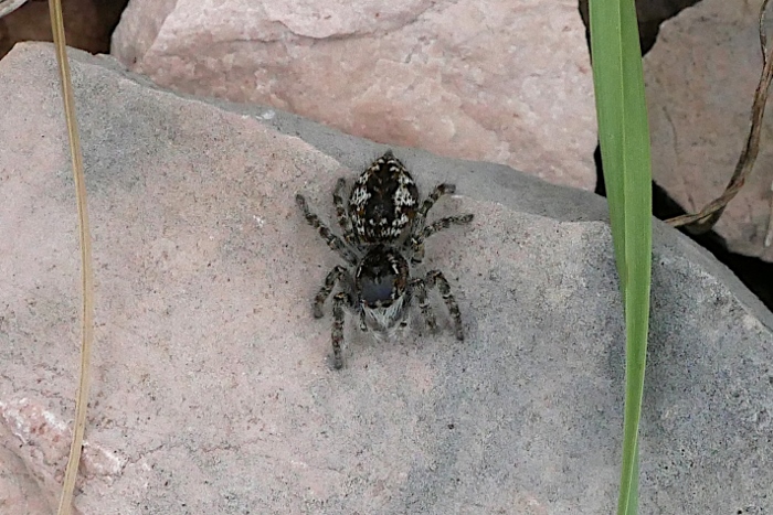 Philaeus chrysops, femmina - Monte Cilio (PG)