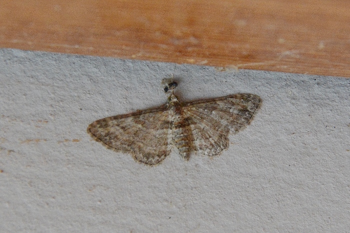 Piccola falena: Gymnoscelis rufifasciata - Geometridae