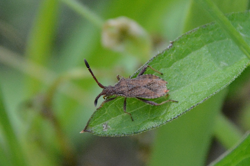 Coreidae: Coriomeris cfr. affinis