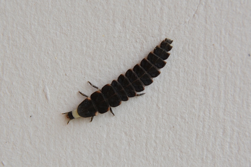 Larva da identificare