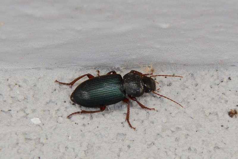 Carabidae: Pseudoophonus ?  No, Ophonus cfr. sabulicola