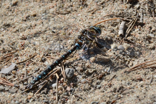 libellula finlandese da identificare: Aeshna juncea