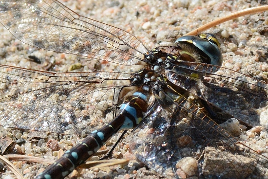 libellula finlandese da identificare: Aeshna juncea