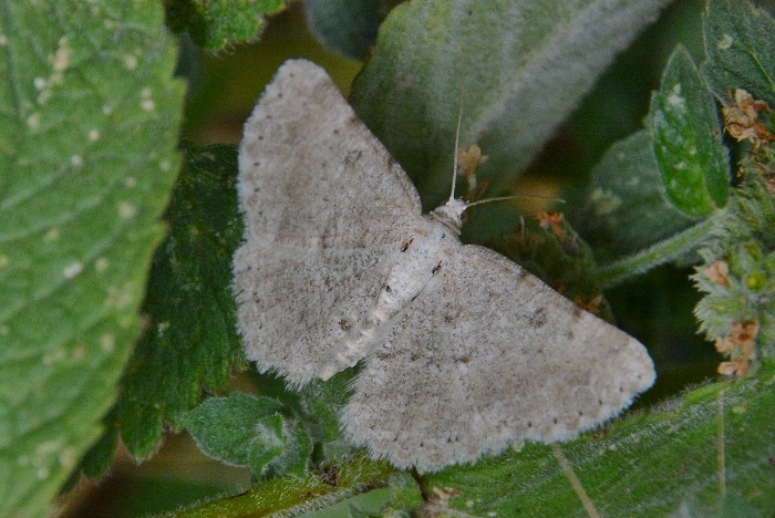 Geometridae da identificare