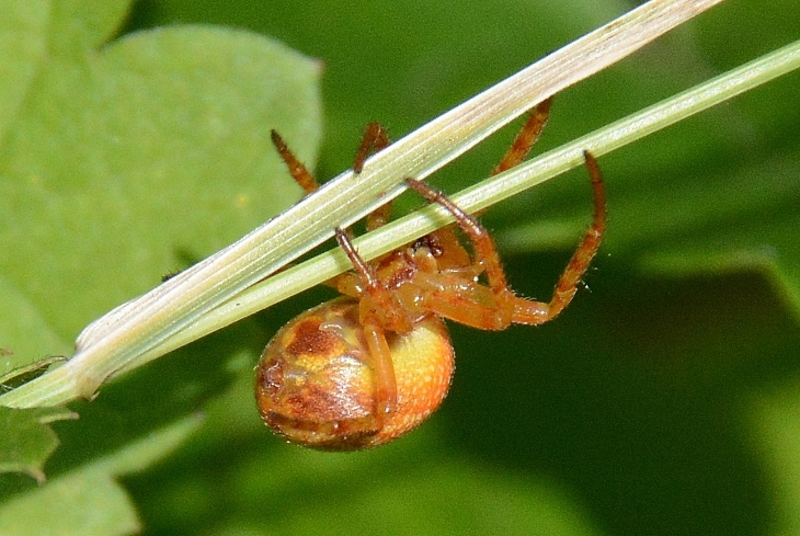 Ragno arancione da identificare