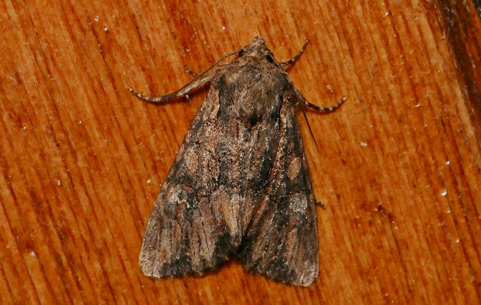 Noctuidae da identificare