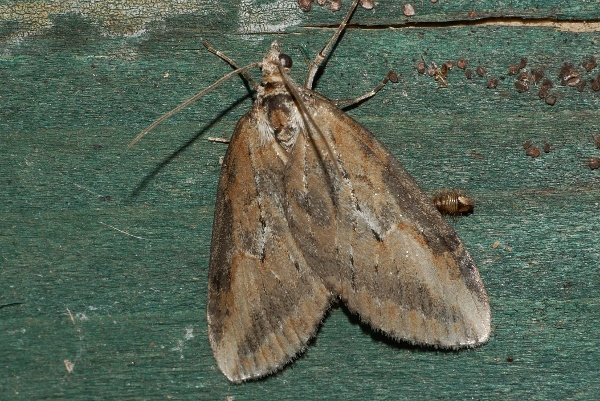 Chesias fr. capriata (Geometridae)