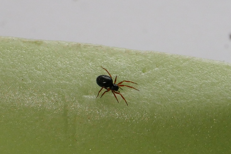 Piccolissimi ragnetti da identificare