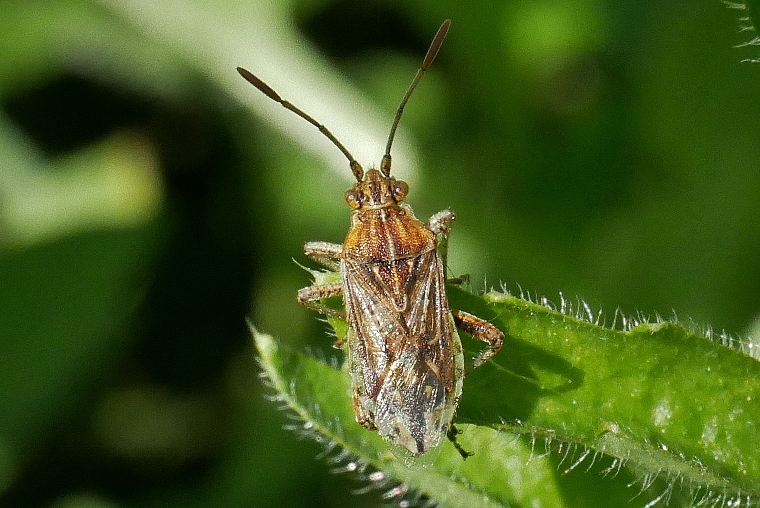 Rhopalidae: Stictopleurus sp.