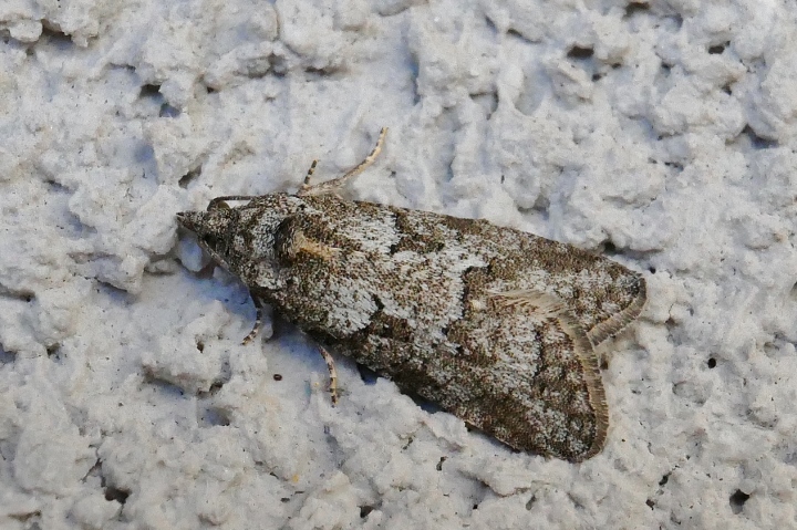 Diurnea fagella - Chimabachidae