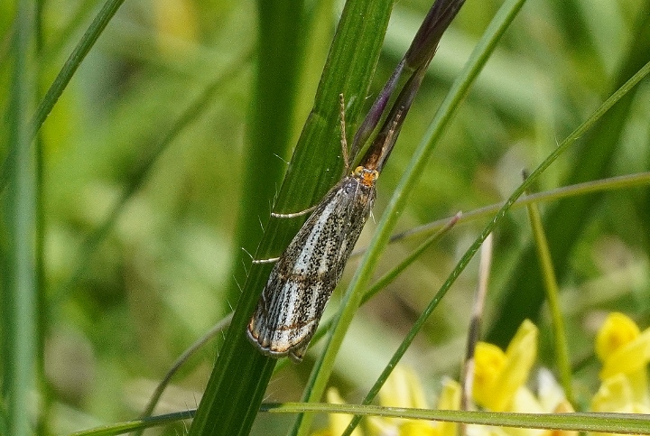 Crambidae: Thisanotia chrysonuchella