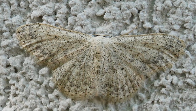 Geometridae da identificare