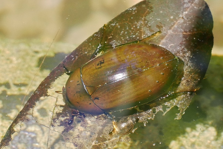 Hydrochara caraboides, Hydrophilidae