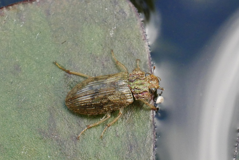 Helophoridae sp.: Helophorus sp.