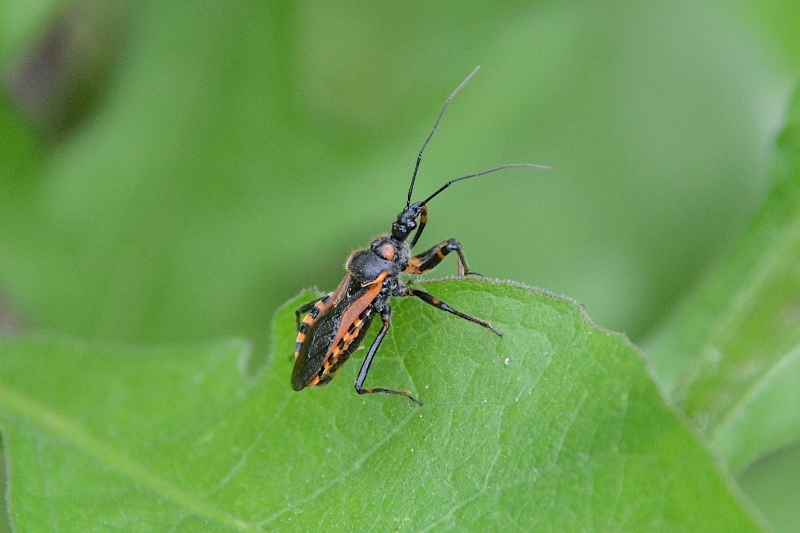 Reduviidae: Rhynocoris iracundus ?