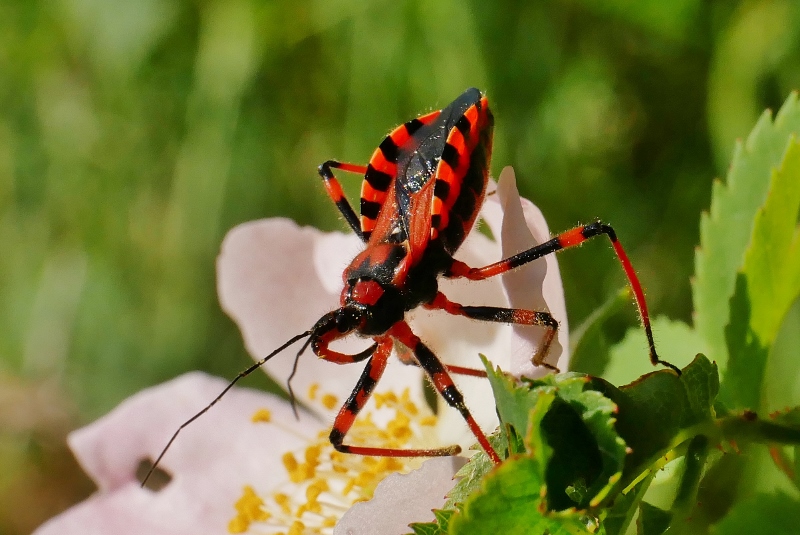 Reduviidae: Rhynocoris iracundus ?