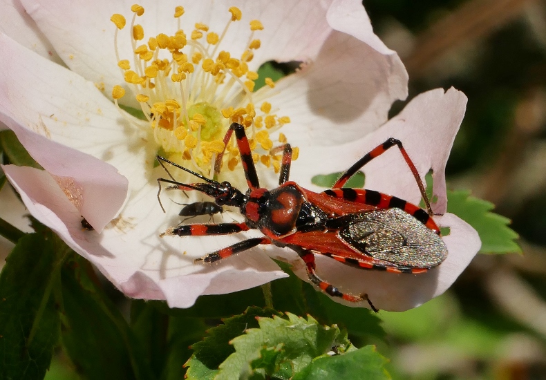 Reduviidae: Rhynocoris iracundus ?