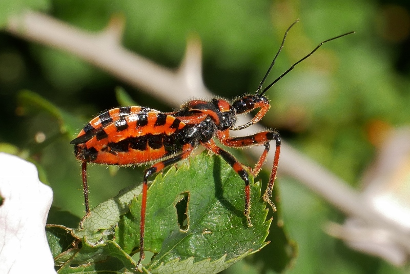 Reduviidae: Rhynocoris iracundus ?