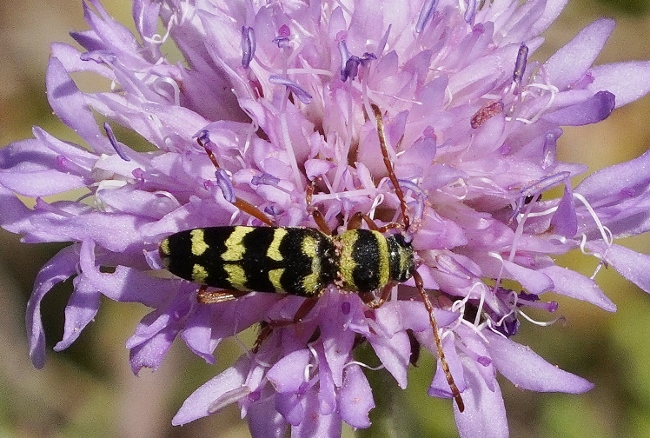 Cerambycidae: Plagionotus floralis ?  S