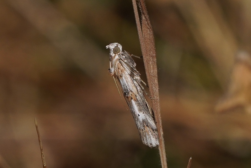 Piccola falena da identificare - Pempelia alpigenella