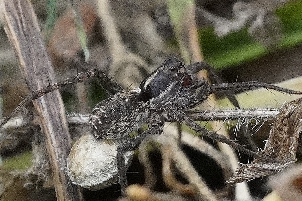 Ragno con ovisacco: Pardosa sp. - Monte Cucco (PG)