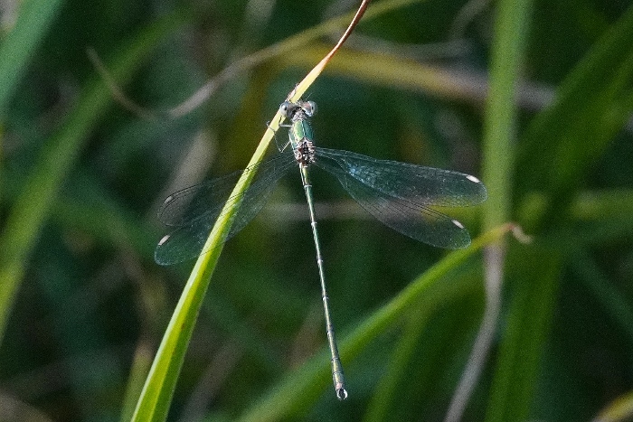 Lestes barbarus? no, Chalcolestes prob. viridis