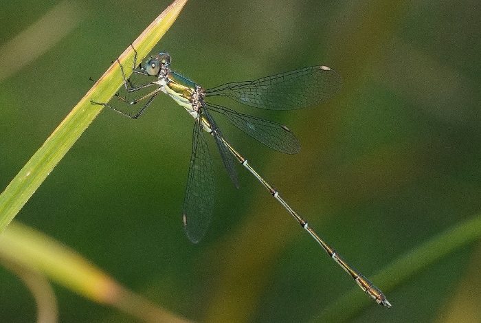 Lestes barbarus? no, Chalcolestes prob. viridis