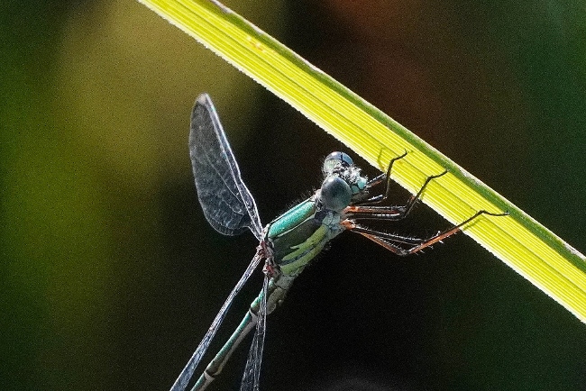 Lestes barbarus? no, Chalcolestes prob. viridis