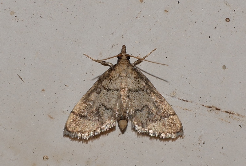 Crambidae: Metasia ophialis