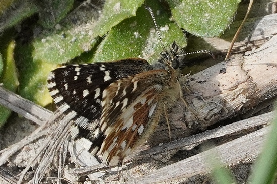 Spialia sertorius ?