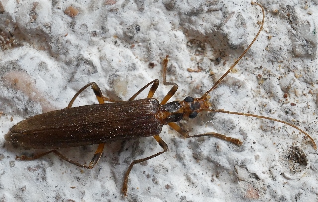 Oedemeridae: Oedemera femoralis? S, femmina.