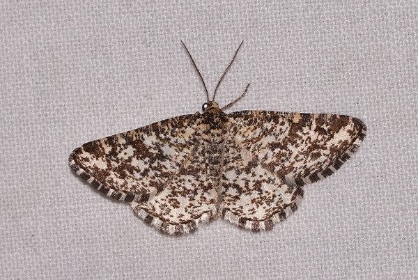 Geometridae: Heliomata glarearia