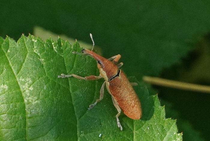 Curculionidae aranciato da identificare