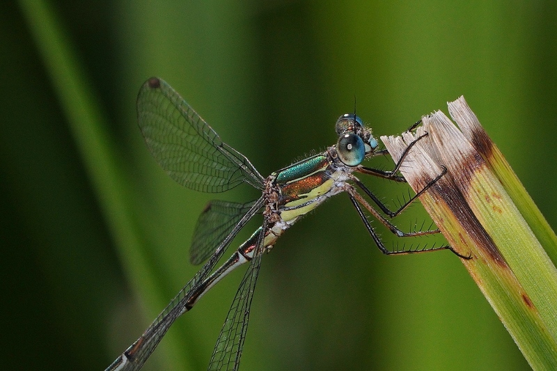 Chalcolestes parvidens? no, C. viridis