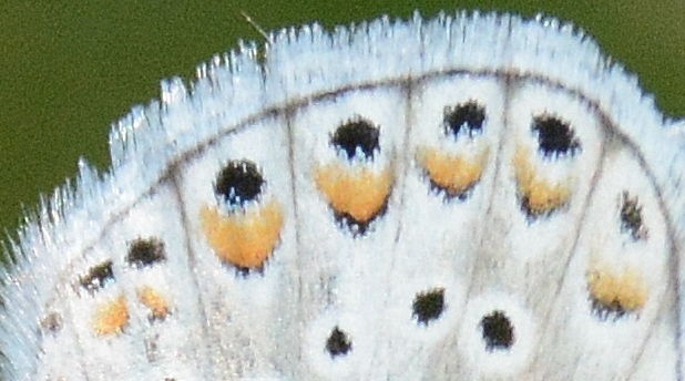 Plebejus ...?   No, Polyommatus escheri