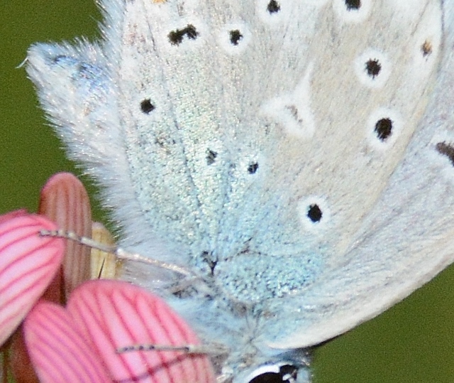 Plebejus ...?   No, Polyommatus escheri