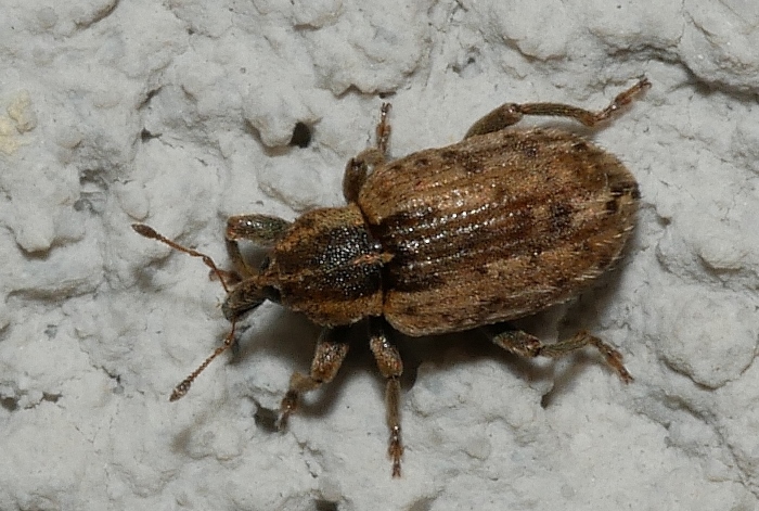 Curculionidae: cfr. Hypera postica