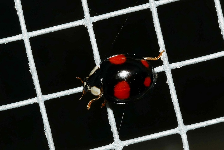 Tutte Harmonia axyridis? S.