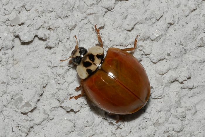 Tutte Harmonia axyridis? S.