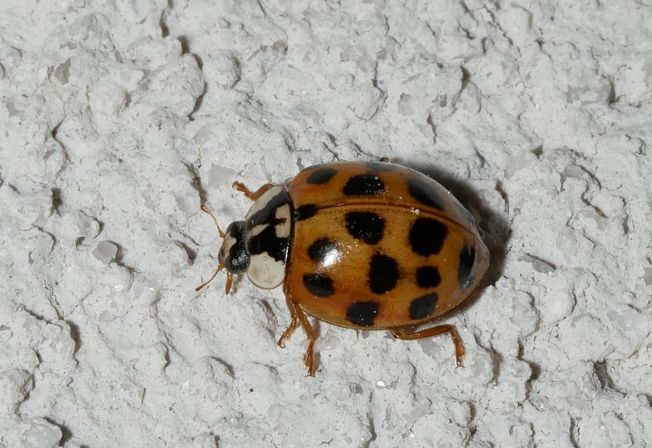 Tutte Harmonia axyridis? S.