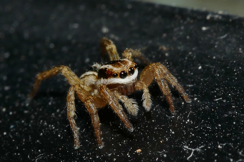 Salticidae da identificare.