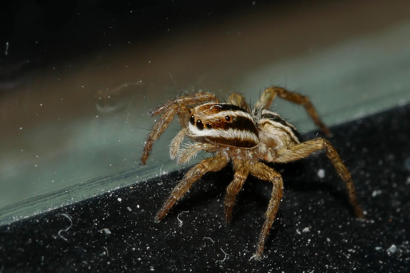 Salticidae da identificare.