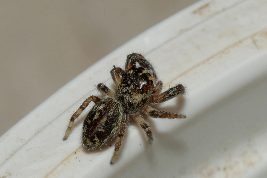 Salticidae da identificare