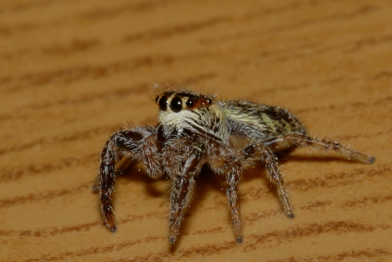 Salticidae da identificare