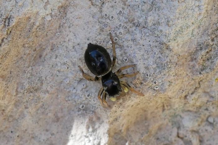 Heliophanus cupreus da confermare.