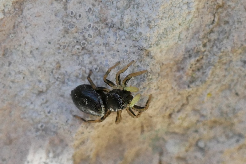 Heliophanus cupreus da confermare.