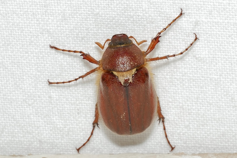 Melolonthidae da identificare