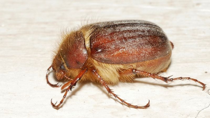 Melolonthidae da identificare