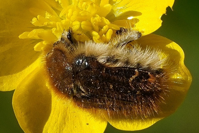 Scarabaeidae da identificare